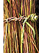 Knotting the willow into bundles