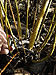 Cutting the Willow