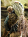 carrying the willow back